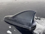 Camry 2012 Antenna 2726975 Used. Price: $100.00.
