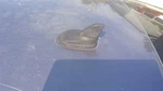 Passat 2013 Antenna 365952 Used. Price: $99.90.